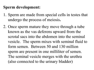 Sperm development: 
1. Sperm are made from special cells in testes that 
undergo the process of meiosis. 
2. Once sperm mature they move through a tube 
known as the vas deferens upward from the 
scrotal sacs into the abdomen into the seminal 
vesicle. The sperm mixes with seminal fluid to 
form semen. Between 50 and 130 million 
sperm are present in one milliliter of semen. 
The seminal vesicle merges with the urethra 
(also connected to the urinary bladder) 
 