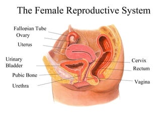 The Female Reproductive System Section 39-3 
Fallopian Tube 
Ovary 
Uterus 
Urinary 
Bladder 
Pubic Bone 
Urethra 
Cervix 
Rectum 
Vagina 
 