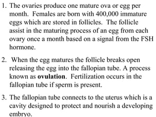 1. The ovaries produce one mature ova or egg per 
month. Females are born with 400,000 immature 
eggs which are stored in follicles. The follicle 
assist in the maturing process of an egg from each 
ovary once a month based on a signal from the FSH 
hormone. 
2. When the egg matures the follicle breaks open 
releasing the egg into the fallopian tube. A process 
known as ovulation. Fertilization occurs in the 
fallopian tube if sperm is present. 
3. The fallopian tube connects to the uterus which is a 
cavity designed to protect and nourish a developing 
embryo. 
 