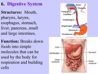 6. Digestive System 
Structures: Mouth, 
pharynx, larynx, 
esophagus, stomach, 
liver, pancreas, small 
and large intestines, 
Function: Breaks down 
foods into simple 
molecules that can be 
used by the body for 
respiration and building 
cells 
 