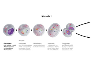 Meiosis I 
Section 11-4 
Figure 11-15 Meiosis 
 