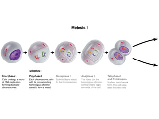 Meiosis I 
Section 11-4 
Figure 11-15 Meiosis 
 