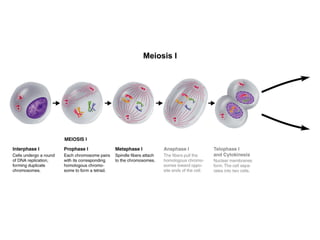 Meiosis I 
Section 11-4 
Figure 11-15 Meiosis 
 