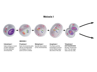 Section 11-4 
Figure 11-15 Meiosis 
Meiosis I 
 