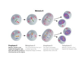 Meiosis II 
Prophase II Metaphase II Anaphase II Telophase II 
Meiosis I results in two 
haploid (N) daughter cells, 
each with half the number of 
chromosomes as the original. 
The chromosomes line up in 
a similar way to the 
metaphase stage of mitosis. 
The sister chromatids 
separate and move toward 
opposite ends of the cell. 
Meiosis II results in four 
haploid (N) daughter cells. 
Section 11-4 
Figure 11-17 Meiosis II 
 