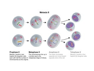 Meiosis II 
Prophase II Metaphase II Anaphase II Telophase II 
Meiosis I results in two 
haploid (N) daughter cells, 
each with half the number of 
chromosomes as the original. 
The chromosomes line up in 
a similar way to the 
metaphase stage of mitosis. 
The sister chromatids 
separate and move toward 
opposite ends of the cell. 
Meiosis II results in four 
haploid (N) daughter cells. 
Section 11-4 
Figure 11-17 Meiosis II 
 