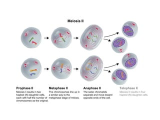 Meiosis II 
Prophase II Metaphase II Anaphase II Telophase II 
Meiosis I results in two 
haploid (N) daughter cells, 
each with half the number of 
chromosomes as the original. 
The chromosomes line up in 
a similar way to the 
metaphase stage of mitosis. 
The sister chromatids 
separate and move toward 
opposite ends of the cell. 
Meiosis II results in four 
haploid (N) daughter cells. 
Section 11-4 
Figure 11-17 Meiosis II 
 