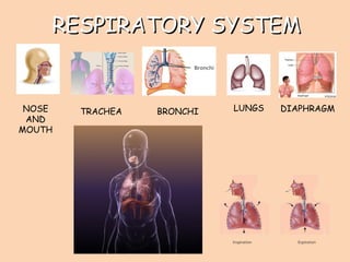 RESPIRATORY SYSTEMRESPIRATORY SYSTEM
LUNGSNOSE
AND
MOUTH
TRACHEA BRONCHI DIAPHRAGM
 