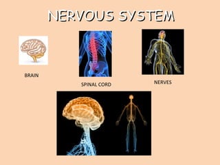 NERVOUS SYSTEMNERVOUS SYSTEM
BRAIN
SPINAL CORD NERVES
 