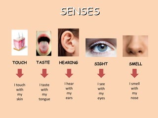 SENSESSENSES
TOUCH
I touch
with
my
skin
TASTE
I taste
with
my
tongue
HEARING SIGHT SMELL
I hear
with
my
ears
I see
with
my
eyes
I smell
with
my
nose
 