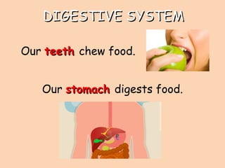 DIGESTIVE SYSTEMDIGESTIVE SYSTEM
Our teethteeth chew food.
Our stomachstomach digests food.
 