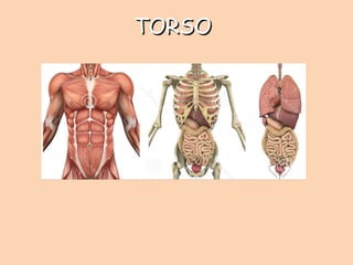 TORSOTORSO
 
