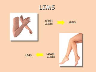 LIMSLIMS
UPPER
LIMBS
LOWER
LIMBS
ARMS
LEGS
 