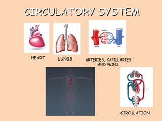 CIRCULATORY SYSTEMCIRCULATORY SYSTEM
HEART LUNGS ARTERIES, CAPILLARIES
AND VEINS
CIRCULATION
 
