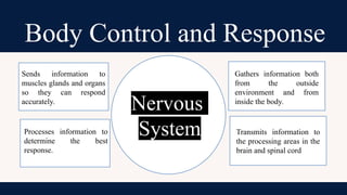 Human Body Regulation.pptx Science 10 lesson | PPTX
