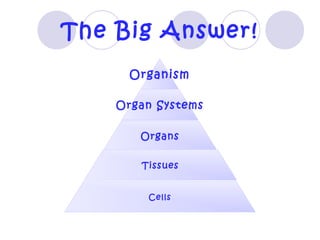 Human body structure and function