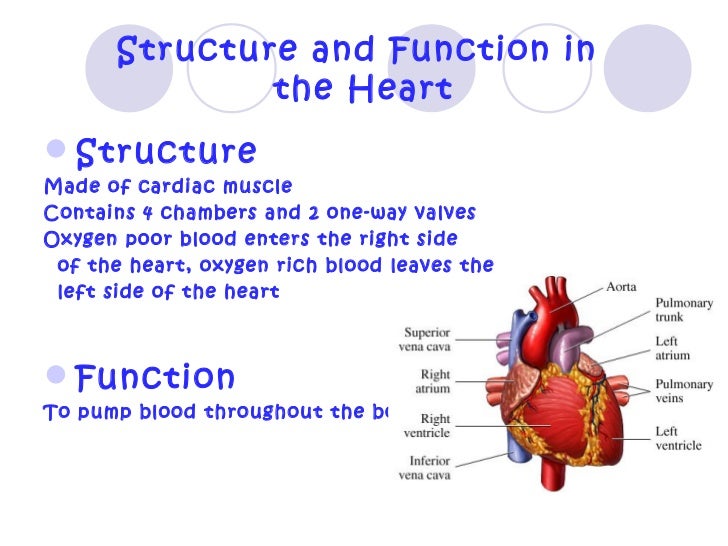 Human body structure and function