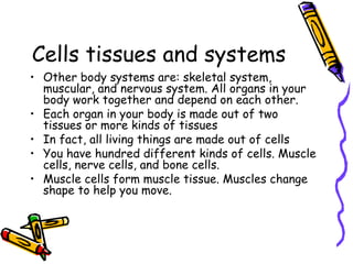 Cells tissues and systems
• Other body systems are: skeletal system,
muscular, and nervous system. All organs in your
body work together and depend on each other.
• Each organ in your body is made out of two
tissues or more kinds of tissues
• In fact, all living things are made out of cells
• You have hundred different kinds of cells. Muscle
cells, nerve cells, and bone cells.
• Muscle cells form muscle tissue. Muscles change
shape to help you move.

 