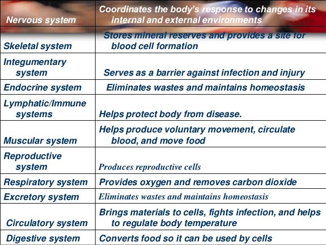 Human body system by harfik