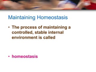 Maintaining Homeostasis
• The process of maintaining a
  controlled, stable internal
  environment is called



• homeostasis
 