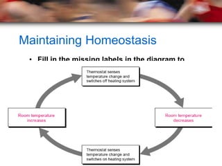 Maintaining Homeostasis
 • Fill in the missing labels in the diagram to
   show how a thermostat uses feedback
   inhibition to maintain a stable temperature in
   a house.
 