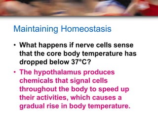 Maintaining Homeostasis
• What happens if nerve cells sense
  that the core body temperature has
  dropped below 37°C?
• The hypothalamus produces
  chemicals that signal cells
  throughout the body to speed up
  their activities, which causes a
  gradual rise in body temperature.
 