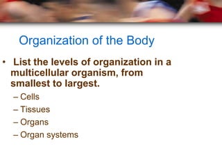 Organization of the Body
• List the levels of organization in a
  multicellular organism, from
  smallest to largest.
  – Cells
  – Tissues
  – Organs
  – Organ systems
 