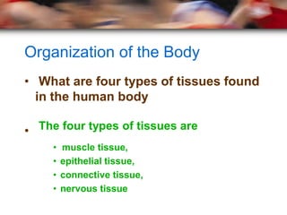 Organization of the Body
• What are four types of tissues found
  in the human body

• The four types of tissues are
     •   muscle tissue,
     •   epithelial tissue,
     •   connective tissue,
     •   nervous tissue
 