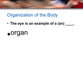 Organization of the Body
• The eye is an example of a (an) ____.


•organ
 