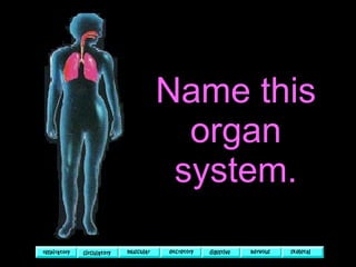 Name this organ system. 