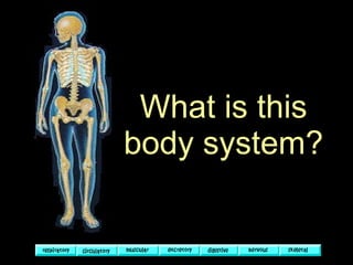 What is this body system? 