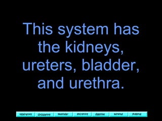 This system has the kidneys, ureters, bladder, and urethra. 