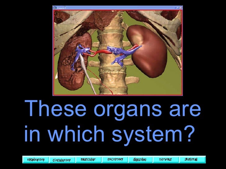 Human body systems