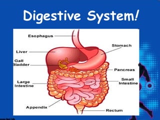 Digestive System!
 