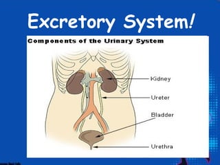 Excretory System!
 