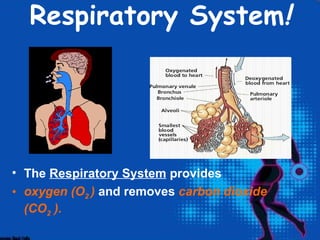 Respiratory System!




• The Respiratory System provides
• oxygen (O2 ) and removes carbon dioxide
  (CO2 ).
 
