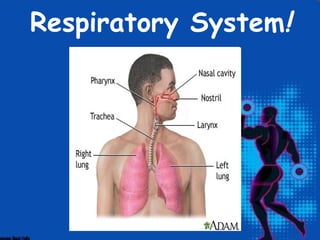 Respiratory System!
 