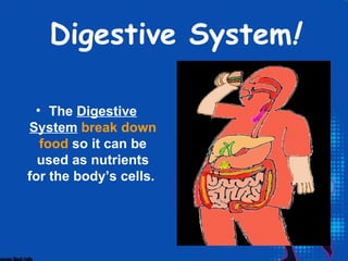Digestive System!

 • The Digestive
System break down
  food so it can be
  used as nutrients
for the body’s cells.
 