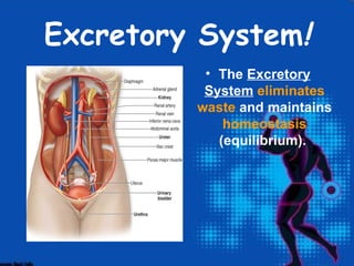 Excretory System!
          • The Excretory
          System eliminates
         waste and maintains
             homeostasis
            (equilibrium).
 