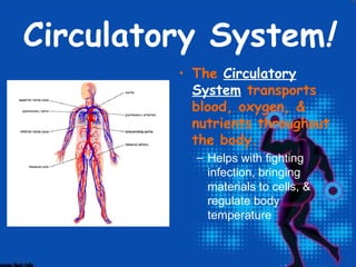 Circulatory System!
         • The Circulatory
           System transports
           blood, oxygen, &
           nutrients throughout
           the body.
           – Helps with fighting
             infection, bringing
             materials to cells, &
             regulate body
             temperature
 