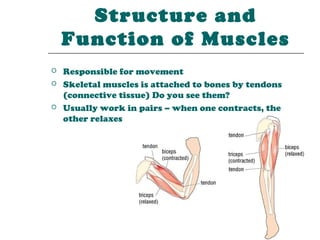 Structure and
    Function of Muscles
   Responsible for movement
   Skeletal muscles is attached to bones by tendons
    (connective tissue) Do you see them?
   Usually work in pairs – when one contracts, the
    other relaxes
 