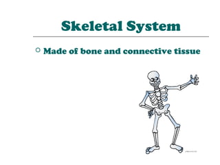 Skeletal System
   Made of bone and connective tissue
 