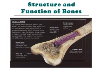 Structure and
Function of Bones
 