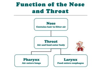 Function of the Nose
    and Throat

                      Nose
             Contains hair to filter air




                    Throat
             Air and food enter body




  Pharynx                             Larynx
 Air enters lungs               Food enters esophagus
 