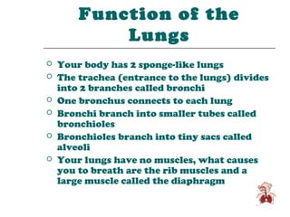 Function of the
            Lungs
   Your body has 2 sponge-like lungs
   The trachea (entrance to the lungs) divides
    into 2 branches called bronchi
   One bronchus connects to each lung
   Bronchi branch into smaller tubes called
    bronchioles
   Bronchioles branch into tiny sacs called
    alveoli
   Your lungs have no muscles, what causes
    you to breath are the rib muscles and a
    large muscle called the diaphragm
 