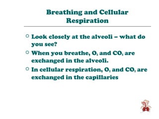 Breathing and Cellular
              Respiration

   Look closely at the alveoli – what do
    you see?
   When you breathe, O2 and CO2 are
    exchanged in the alveoli.
   In cellular respiration, O2 and CO2 are
    exchanged in the capillaries
 