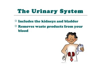 The Urinary System
   Includes the kidneys and bladder
   Removes waste products from your
    blood
 
