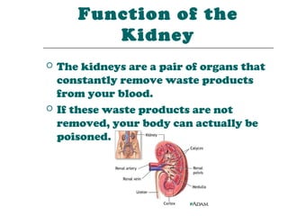Function of the
          Kidney
   The kidneys are a pair of organs that
    constantly remove waste products
    from your blood.
   If these waste products are not
    removed, your body can actually be
    poisoned.
 
