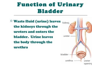 Function of Urinary
           Bladder
   Waste fluid (urine) leaves
    the kidneys through the
    ureters and enters the
    bladder. Urine leaves
    the body through the
    urethra
 