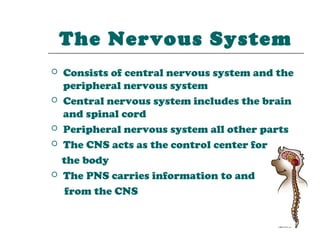 The Nervous System
   Consists of central nervous system and the
    peripheral nervous system
   Central nervous system includes the brain
    and spinal cord
   Peripheral nervous system all other parts
   The CNS acts as the control center for
    the body
   The PNS carries information to and
     from the CNS
 
